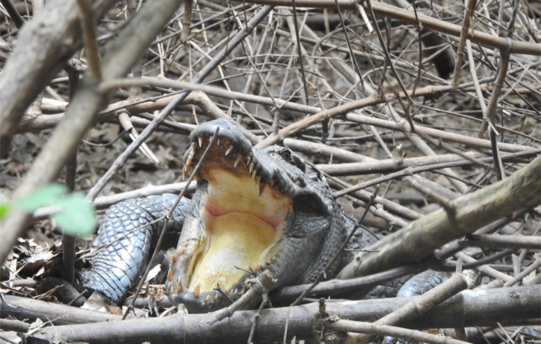 A head-started female Siamese crocodile nesting in the wild